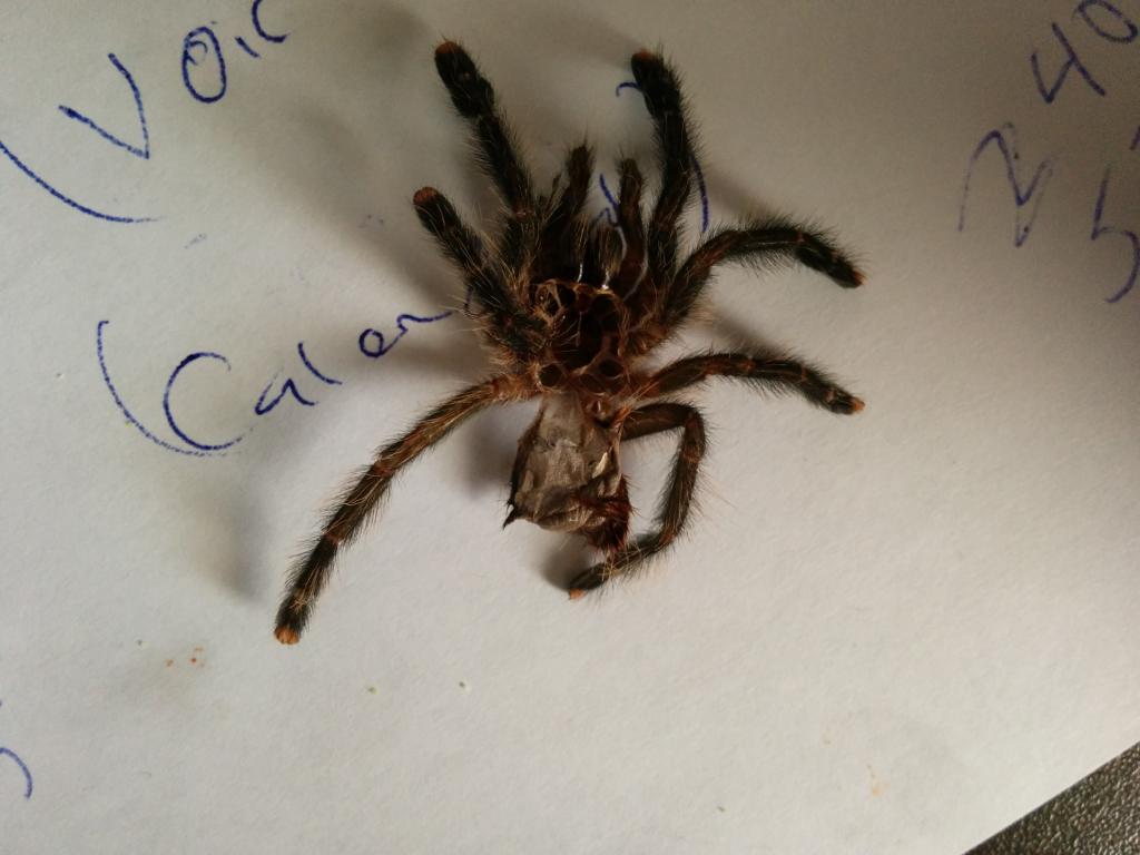 Avicularia Urticans