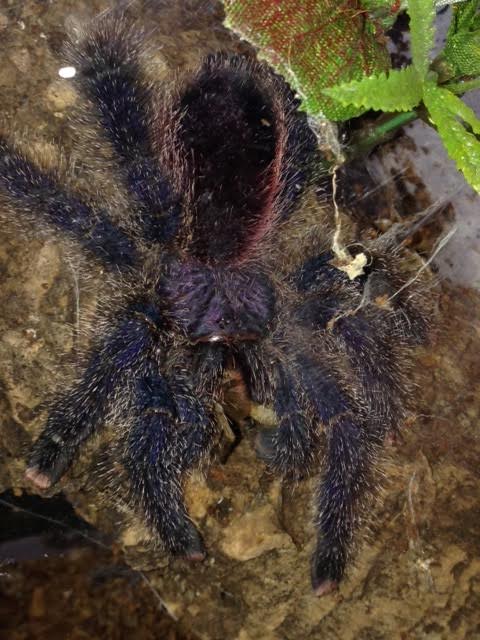 Avicularia urticans
