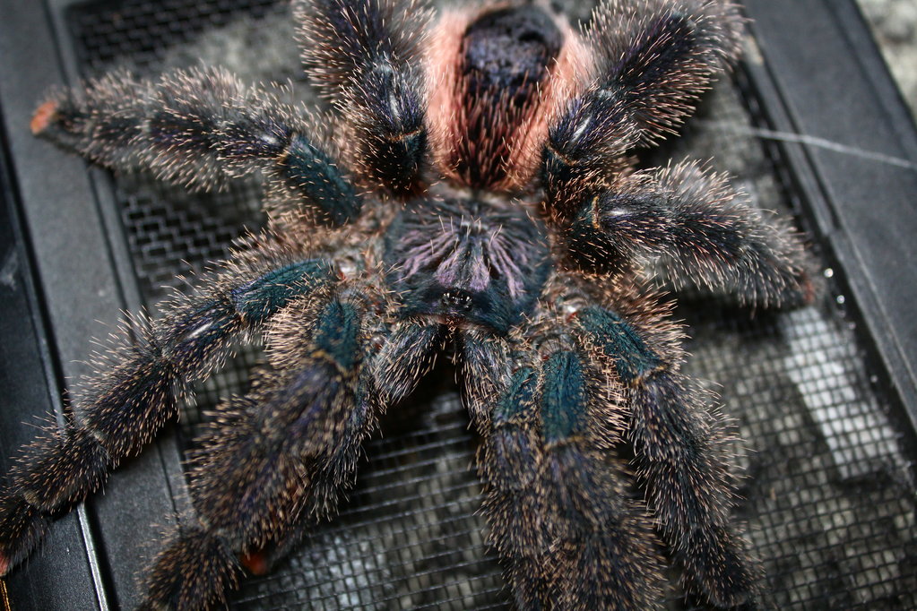 Avicularia urticans