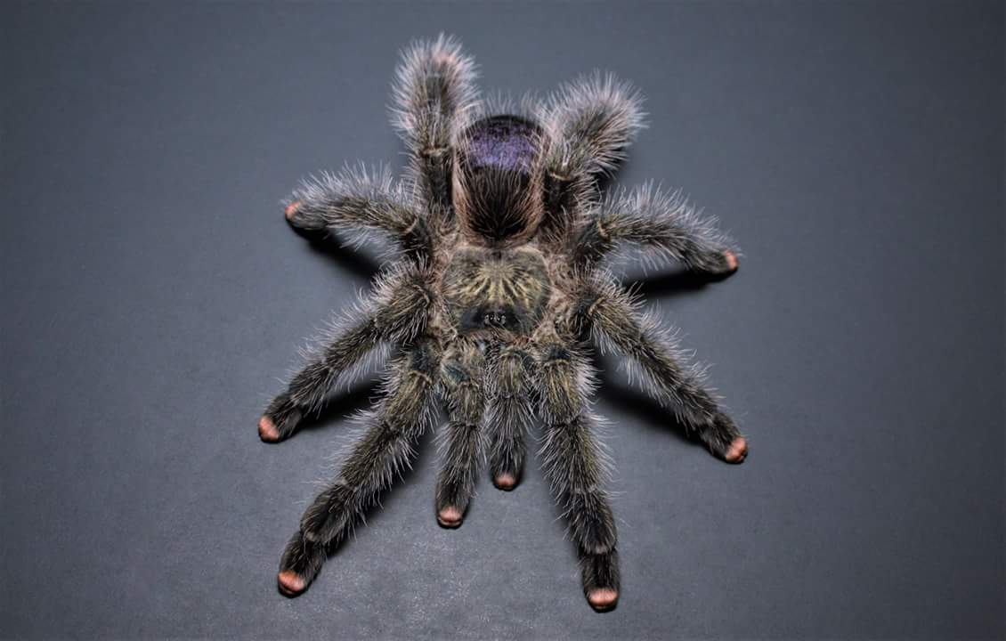 Avicularia urticans