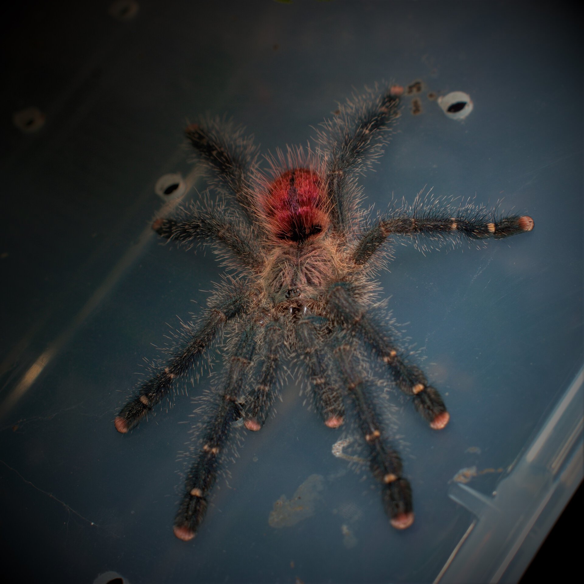 Avicularia variegata (Morphotype 1)