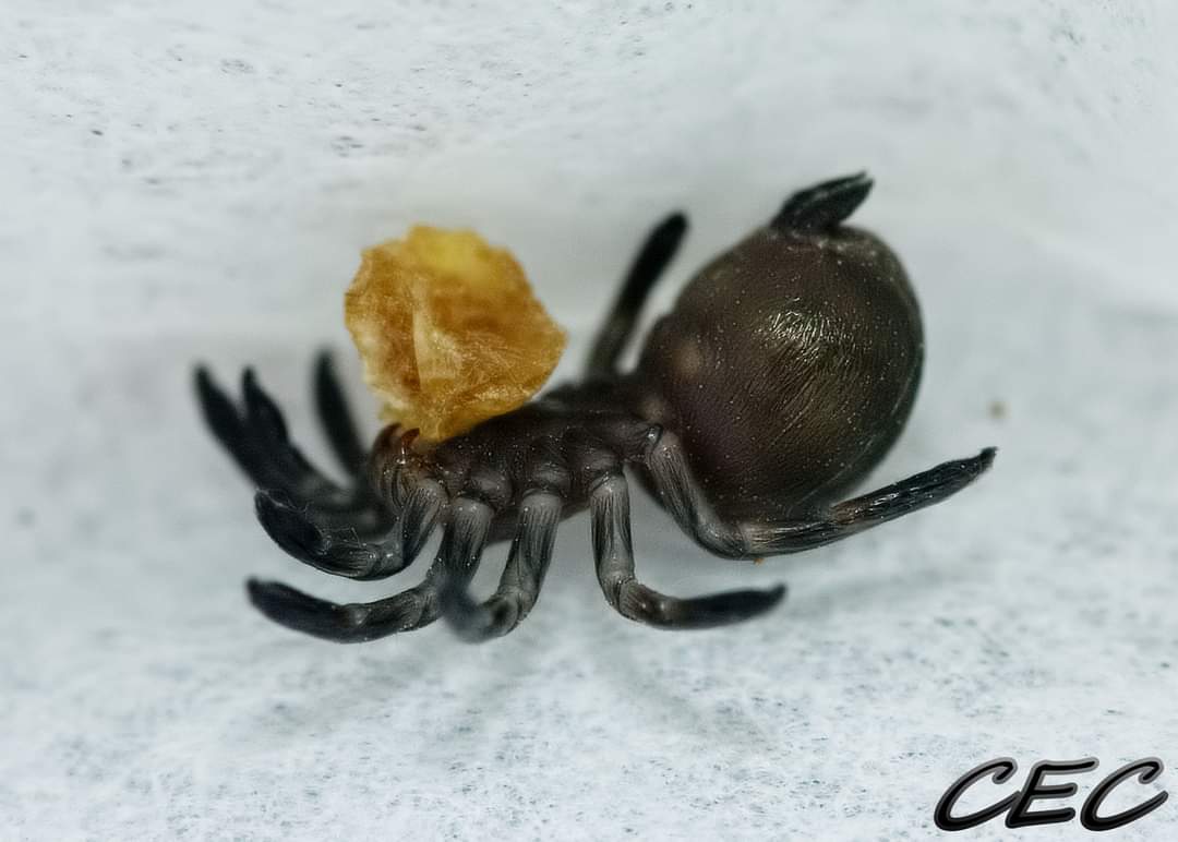 Avicularia variegata nymph