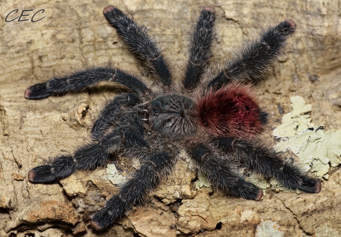 Avicularia variegata