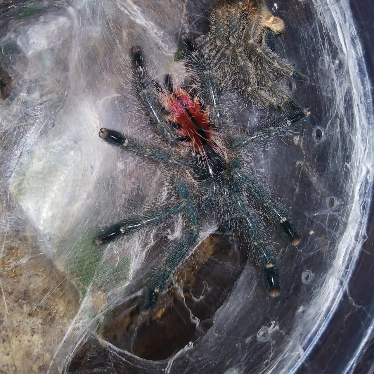 Avicularia variegata