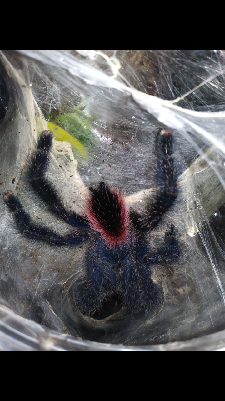 Avicularia variegata