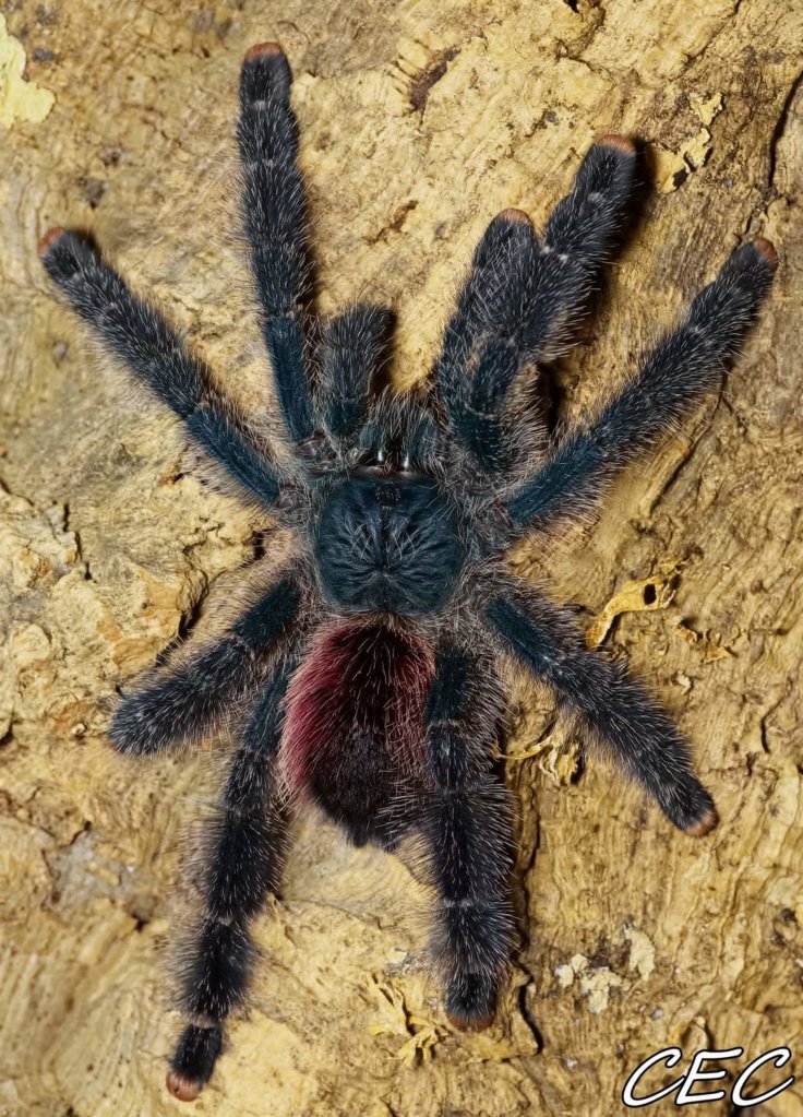 Avicularia variegata