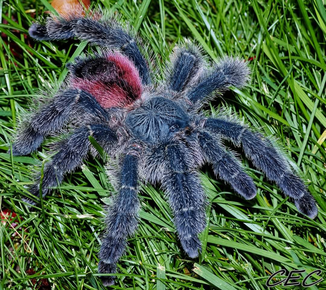 Avicularia variegata