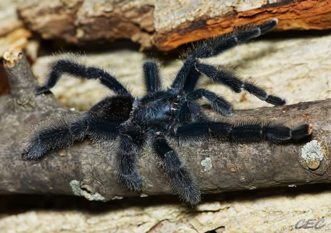 Avicularia variegata