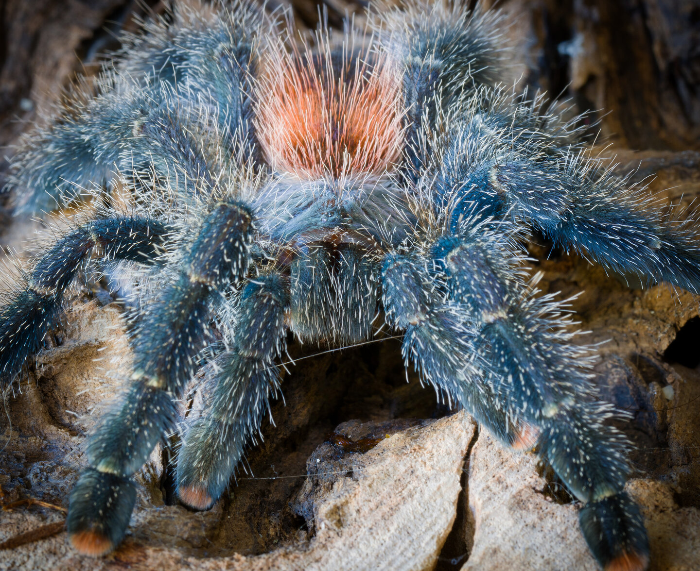 Avicularia variegata