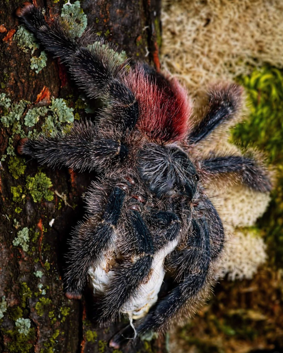 Avicularia variegata