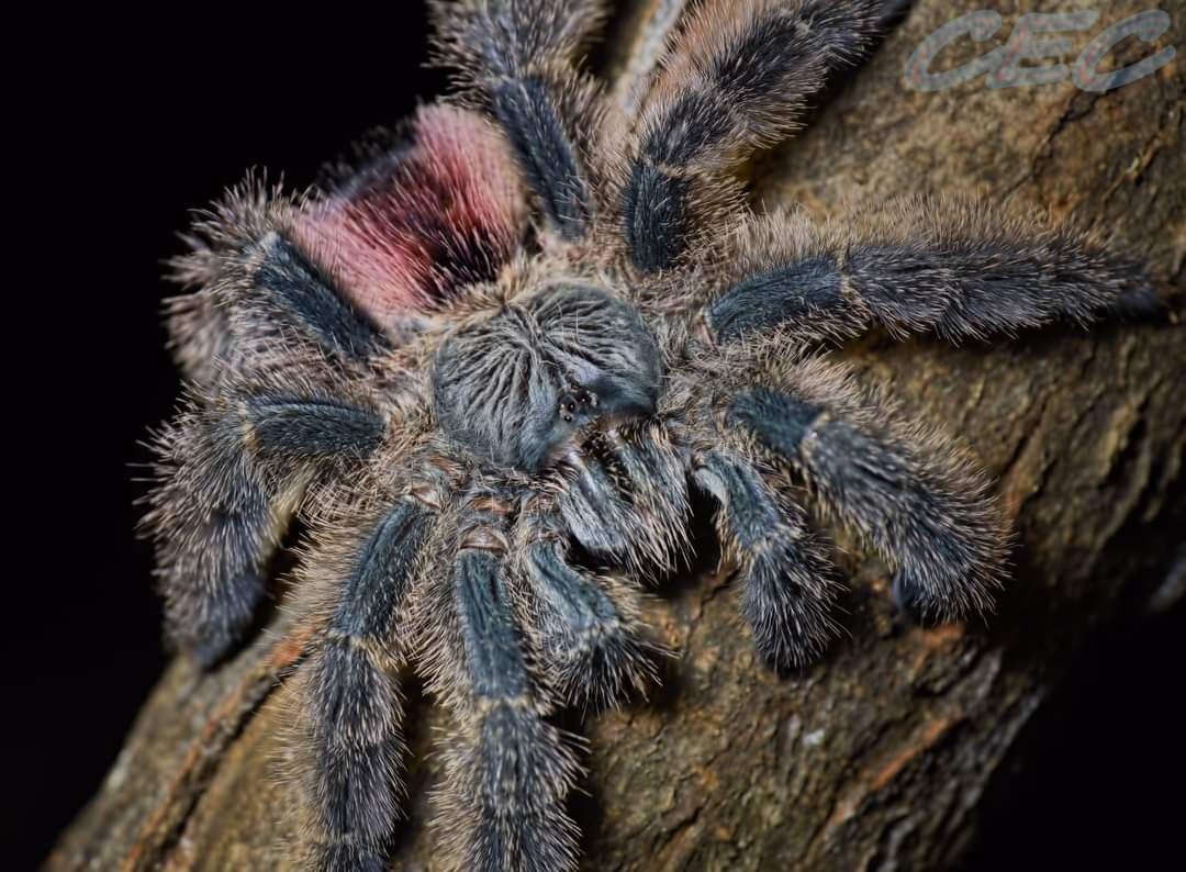 Avicularia variegata