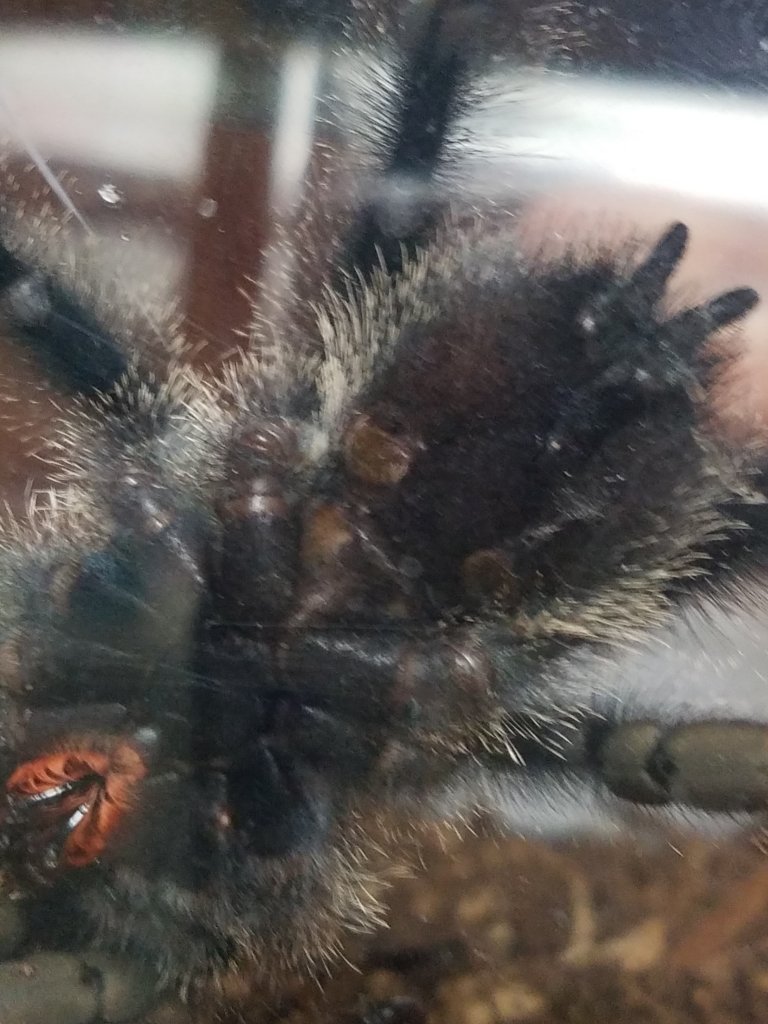 Avicularia [ventral sexing]