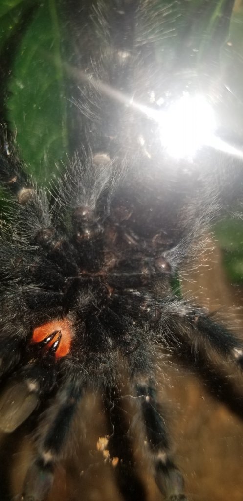 Avicularia [ventral sexing]