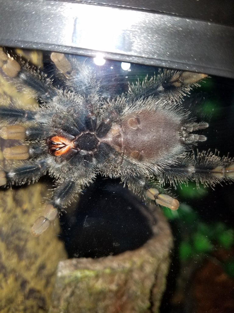 Avicularia ventral