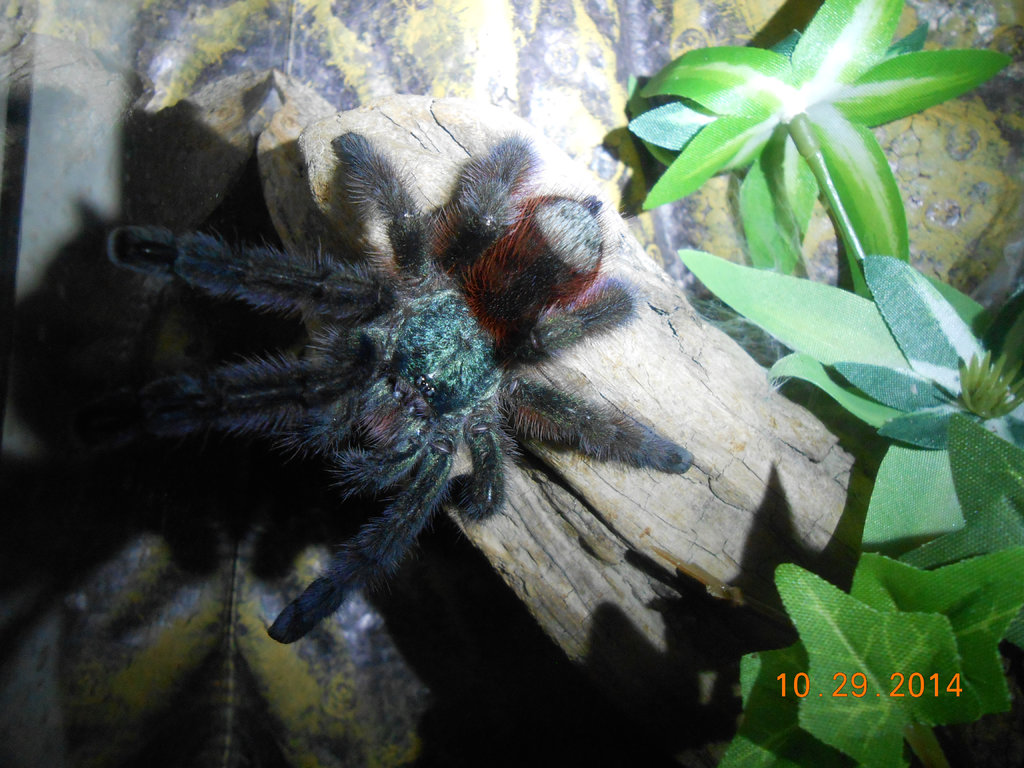 Avicularia Vericolor