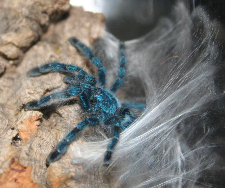 Avicularia versicolor 0.0.1