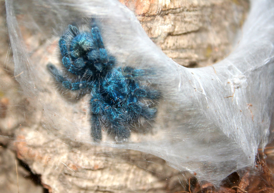 Avicularia versicolor 0.0.1