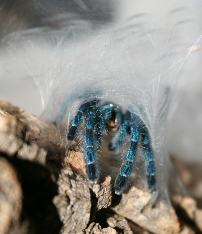 Avicularia versicolor 0.0.1