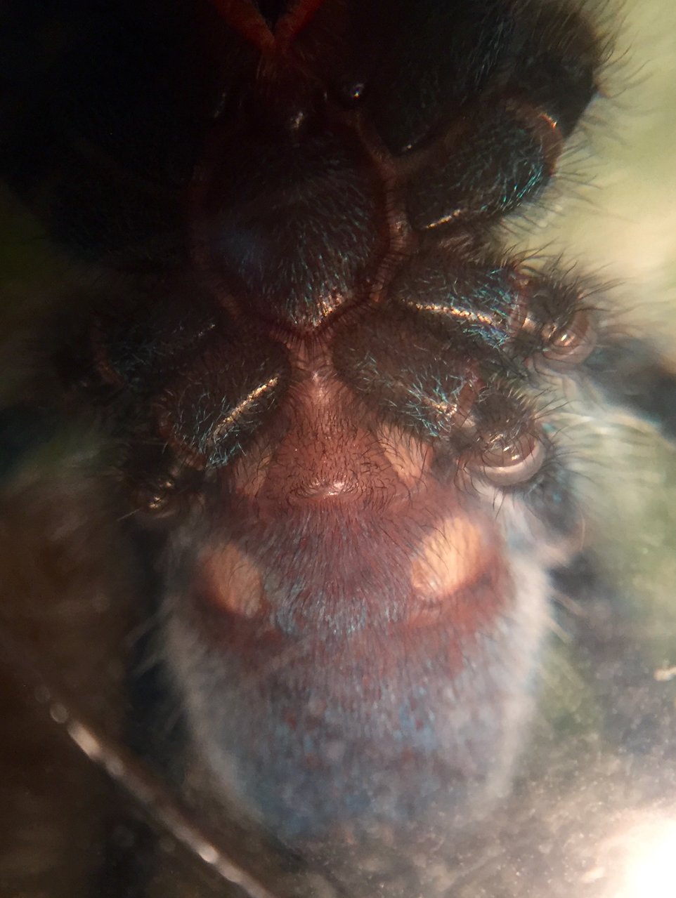 Avicularia versicolor 1.5"