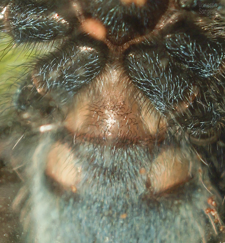 Avicularia versicolor - 1.5"
