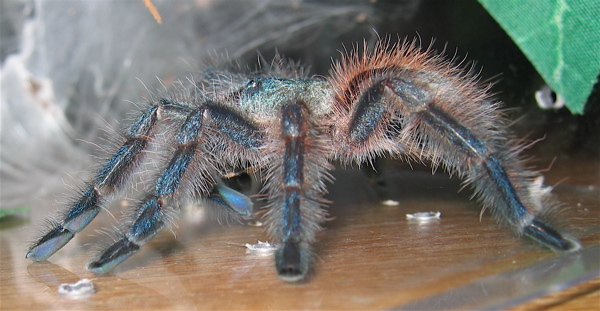 Avicularia versicolor 2" juvenile