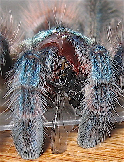 Avicularia versicolor 2" juvenile