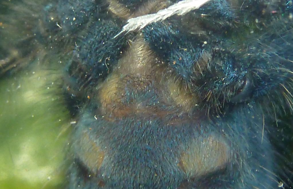 Avicularia Versicolor 2