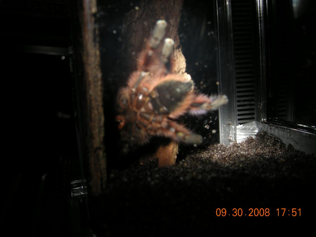 Avicularia Versicolor 3inch Sexing