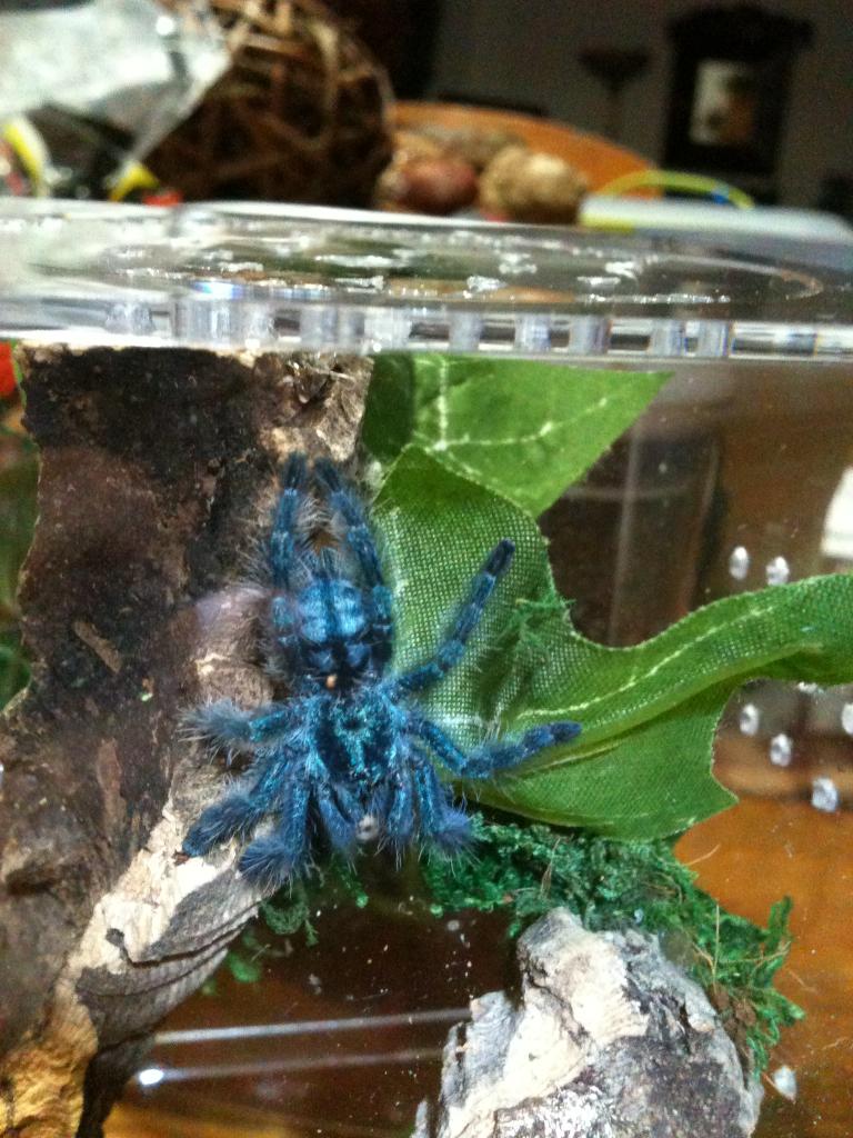 Avicularia versicolor 5th instar