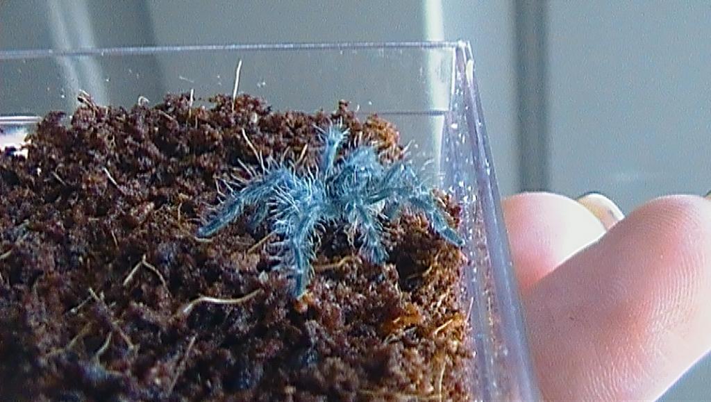 Avicularia Versicolor (7/8" sling)