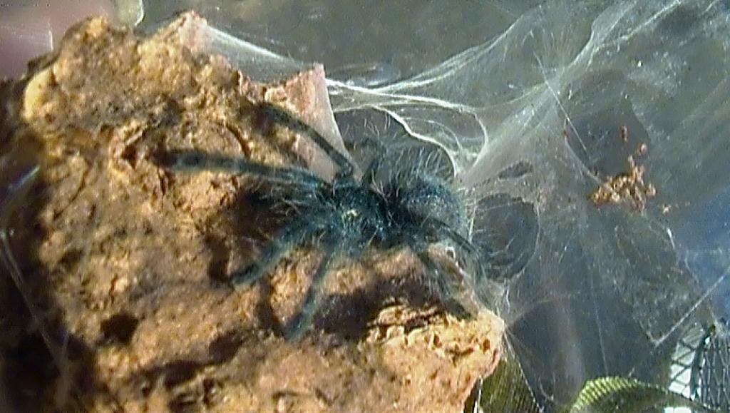 Avicularia Versicolor (7/8" sling)