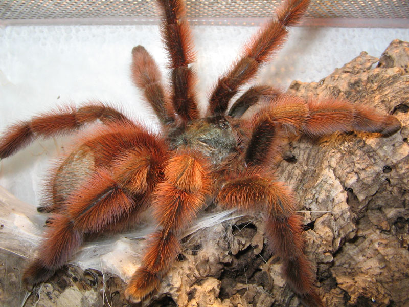 Avicularia versicolor, adult female