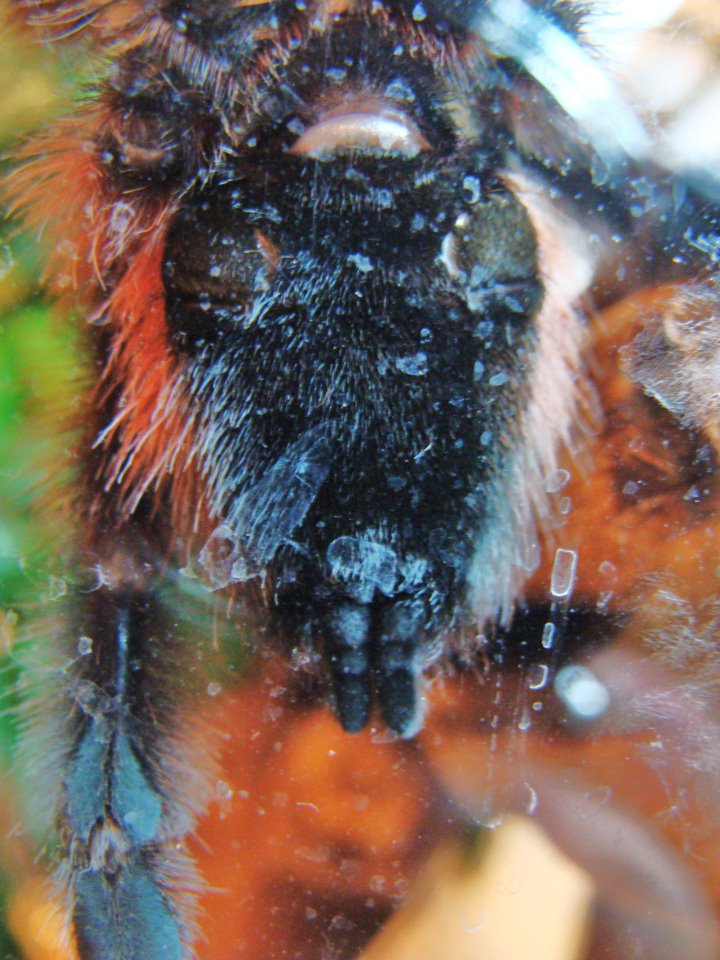 Avicularia versicolor -- female? (1)