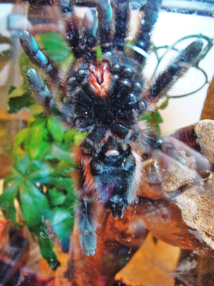 Avicularia versicolor -- female? (2)