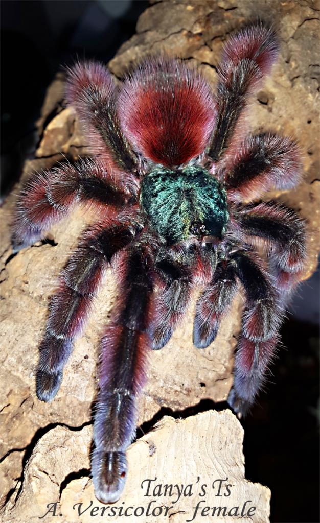 Avicularia Versicolor - female