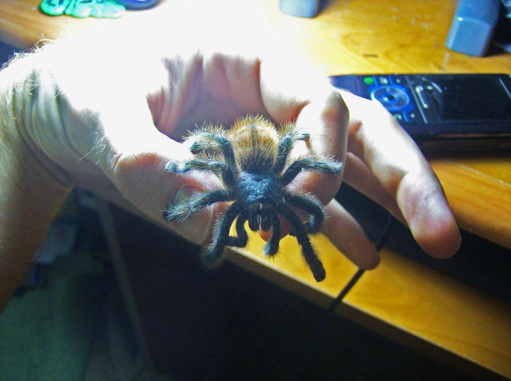 Avicularia Versicolor Immature Male