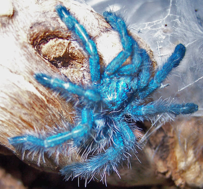 Avicularia versicolor juvenile