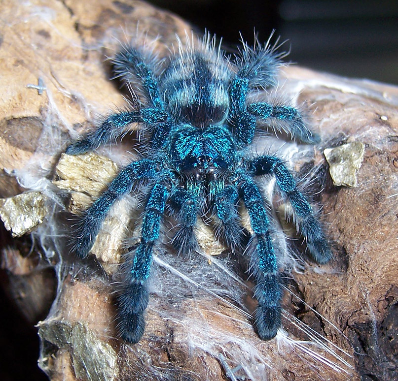 Avicularia versicolor juvenile