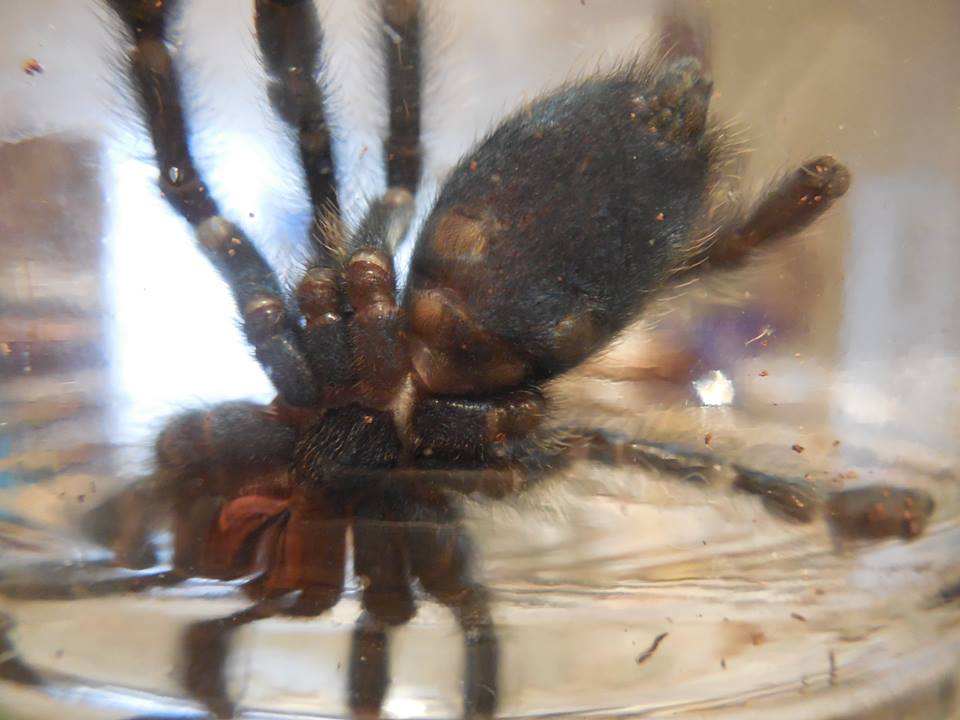 Avicularia versicolor L8