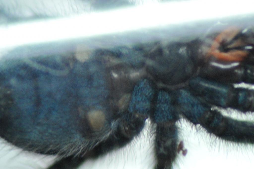 Avicularia versicolor male?2