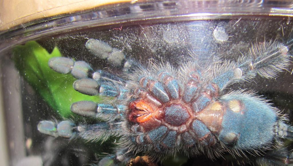 Avicularia Versicolor Male Or Female?