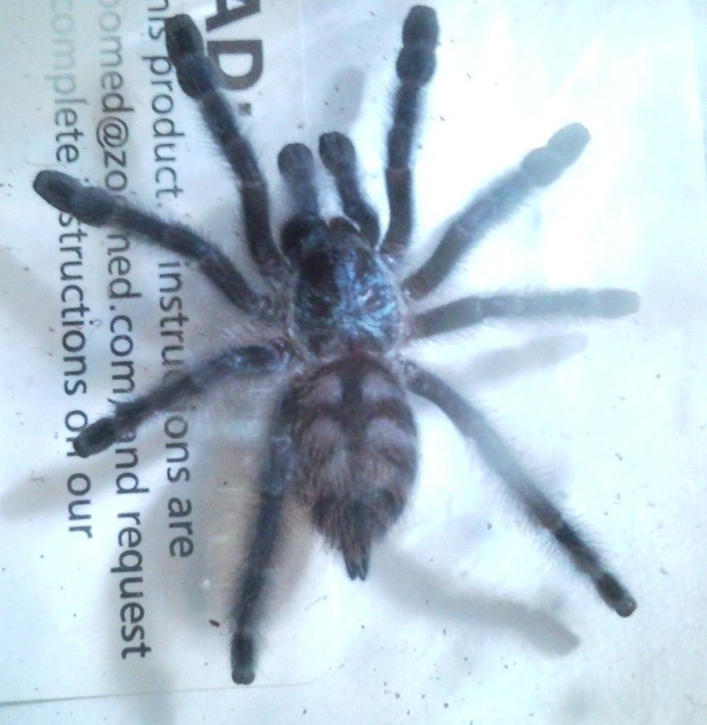 Avicularia versicolor- Martinique Pink Toe