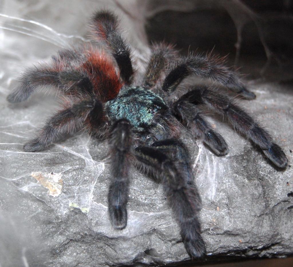 Avicularia Versicolor - Martinique Tree Spider