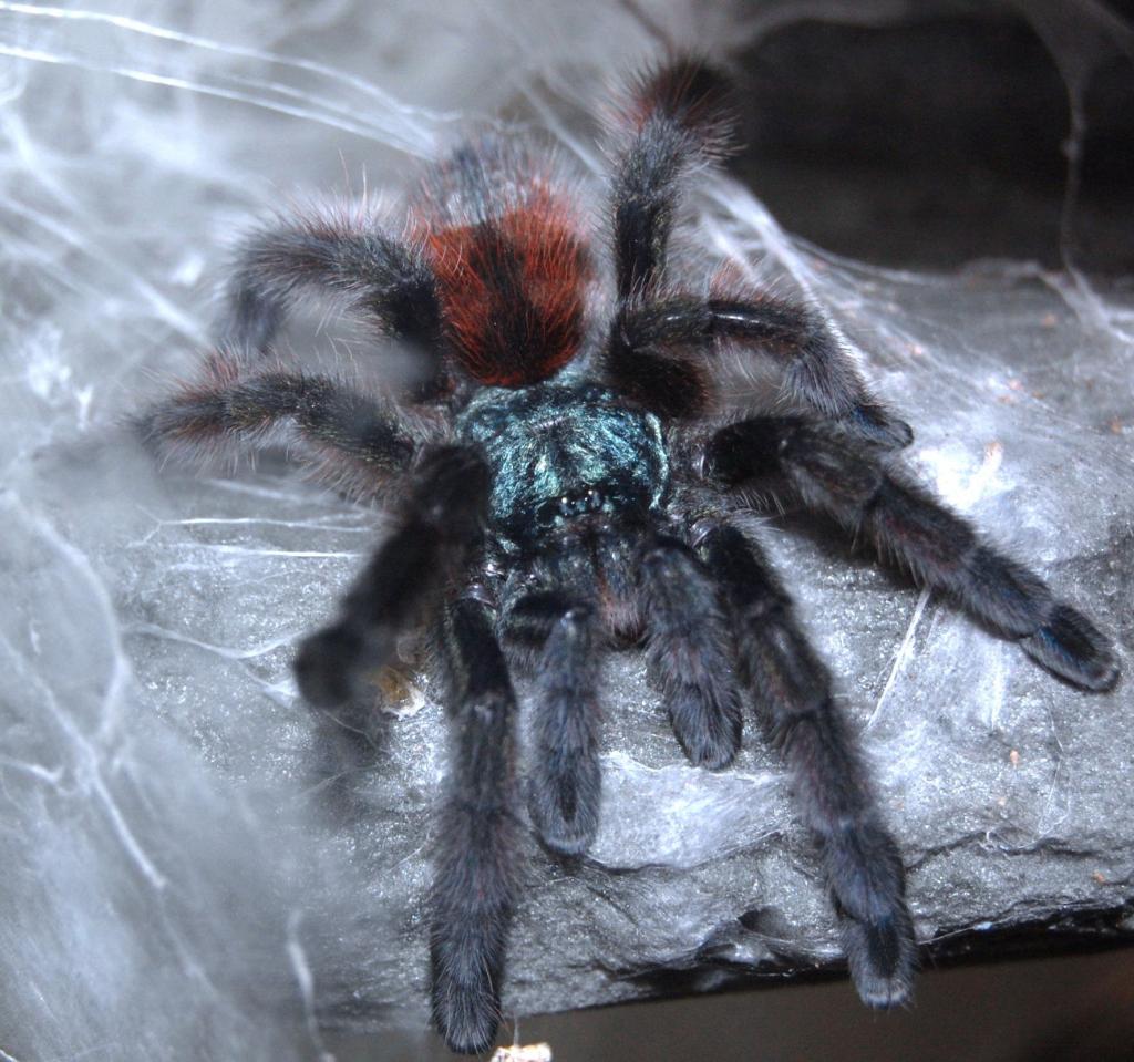 Avicularia Versicolor - Martinique Tree Spider