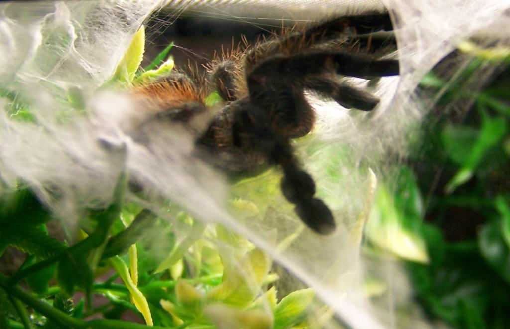 avicularia versicolor