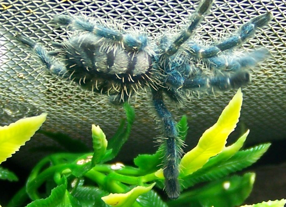 avicularia versicolor