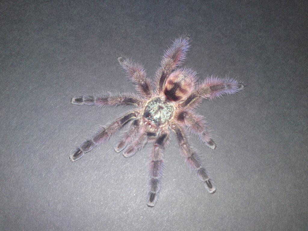 Avicularia versicolor