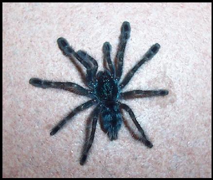 Avicularia versicolor