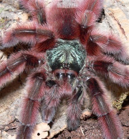 Avicularia versicolor