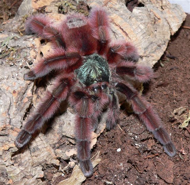 Avicularia versicolor